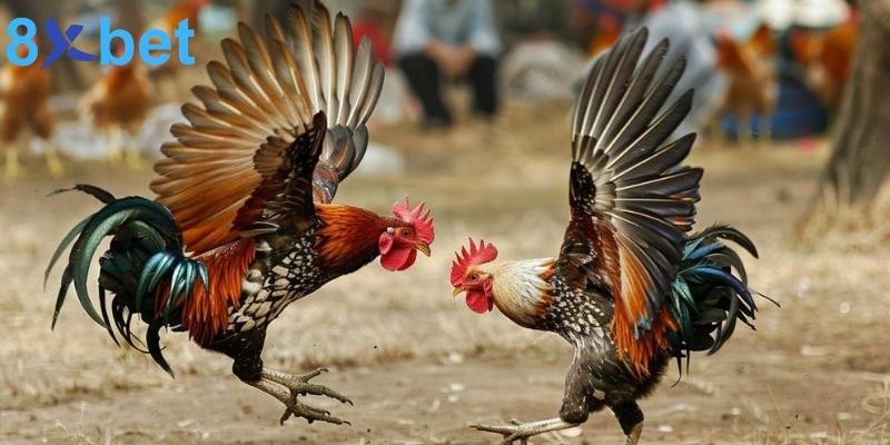 Cách nuôi gà đá